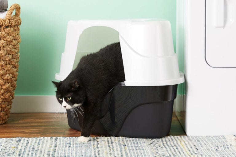 7 Best Covered Cat Litter Boxes With Our 2023 Budget-Friendly Pick