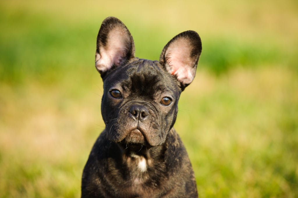 can french bulldogs have teriyaki beef jerky