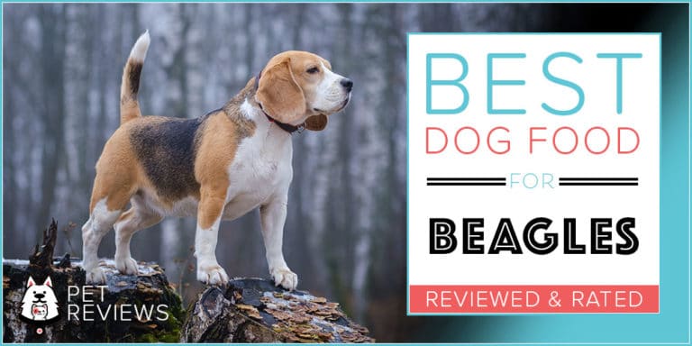 11 Best (Highest Quality) Dog Foods for Beagles in 2022