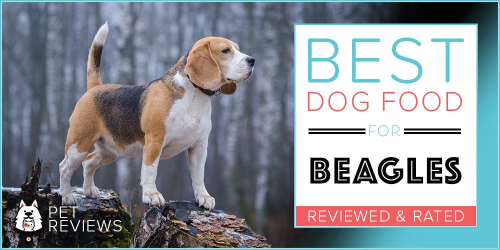 best dog food for hunting beagles