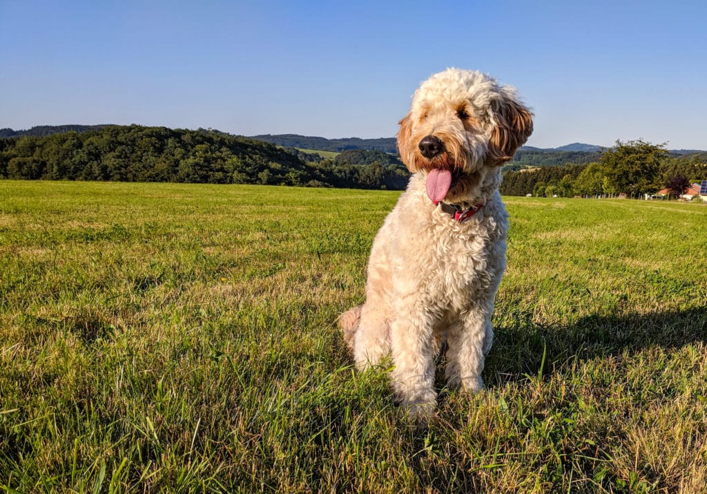 Goldendoodle in field