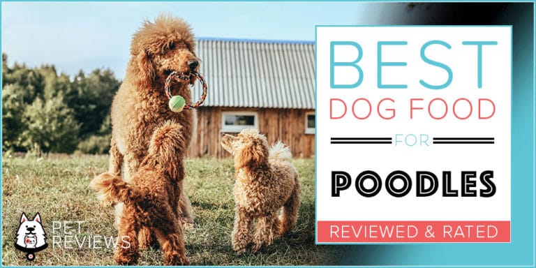 12 Best (Highest Quality) Dog Foods for Poodles in 2022