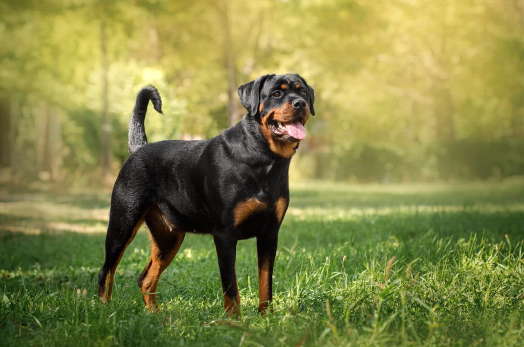 what is the best dog food for my rottweiler