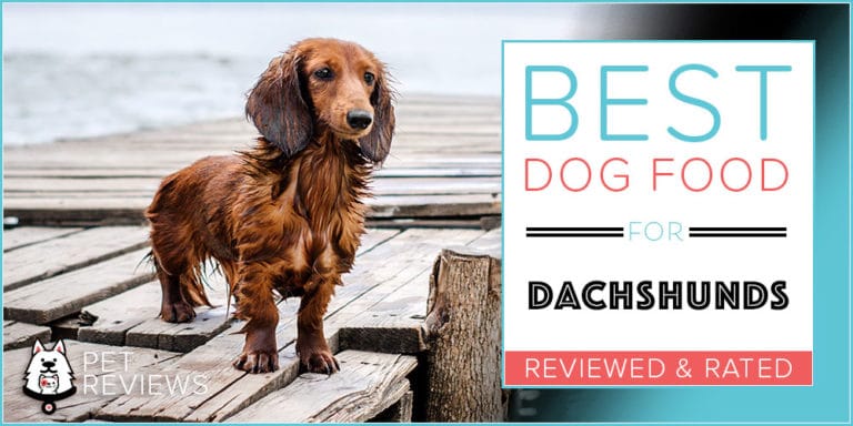 11 Best Dog Foods for Dachshunds in 2022