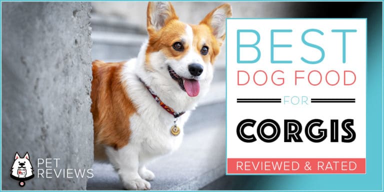 11 Best Dog Foods for Corgis in 2022