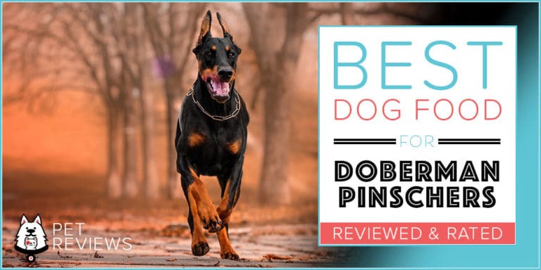 8 Best Dog Foods for Doberman Pinschers in 2022
