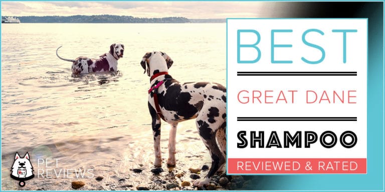 Great Dane Shampoo: Our 6 Picks For The Best Shampoo for Great Danes