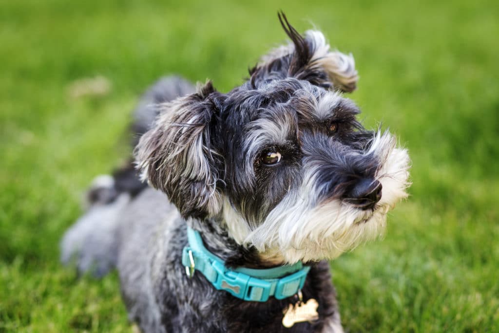 best dog food for miniature schnauzers with allergies