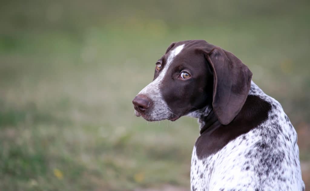 11 Best Dog Foods for German Shorthaired ... - Pet Reviews