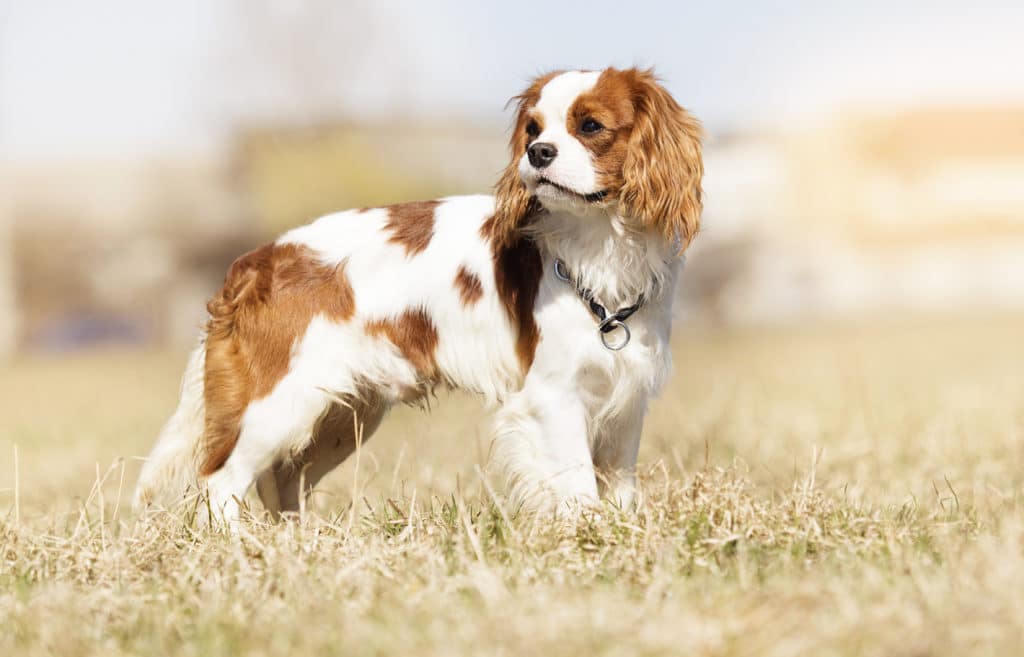 Best Cavalier King Charles Spaniel Dog Foods + Our In