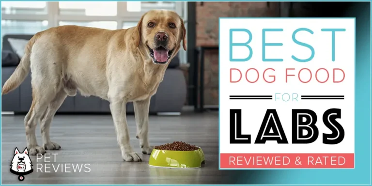 10 Best (Healthiest) Dog Foods for Labradors in 2023