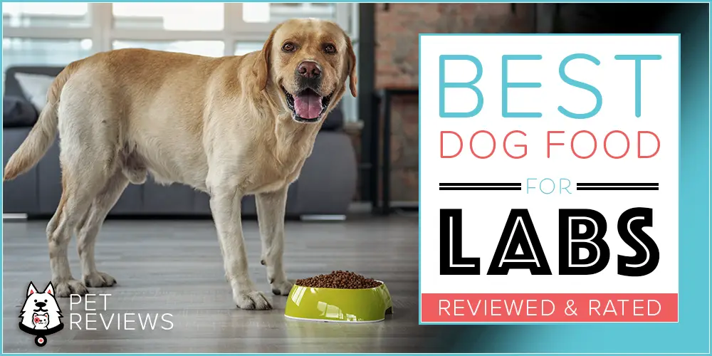 Best Labrador Retriever Dog Food