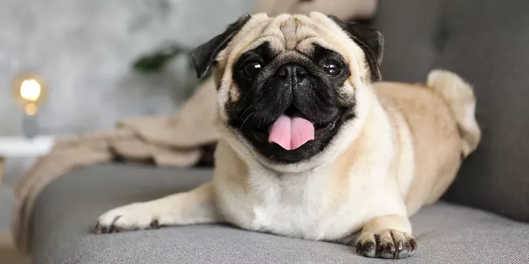 10 Best (Healthiest) Dog Foods for Pugs: Our 2022 Feeding Guide