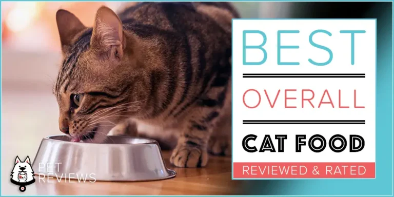 Best Cat Food: Our 2023 Top Rated Healthiest Cat Food Picks