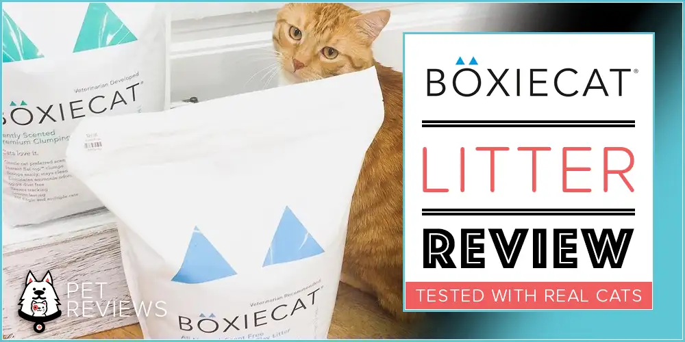 BoxieCat Cat Litter Review
