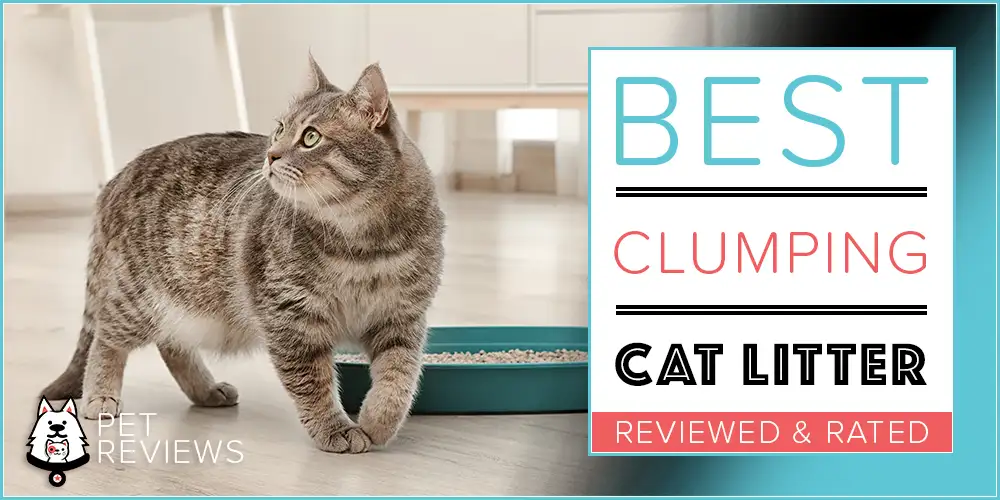 Best Clumping Cat Litter