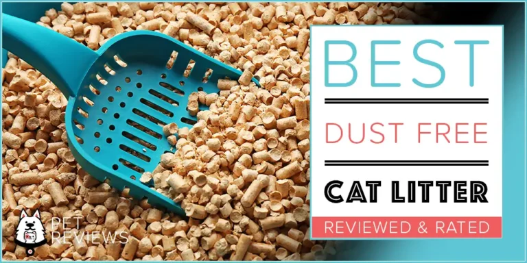 7 Best Dust Free Cat Litters With Our 2023 Budget-Friendly Pick