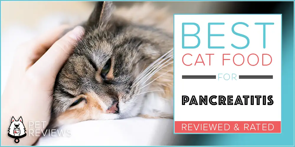 Best Cat Food for Pancreatitis