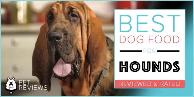 11 Best (Highest Quality) Dog Foods for Bloodhounds in 2023