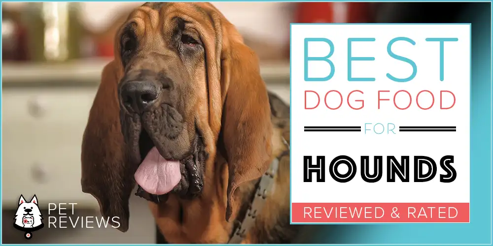 Best Dog Food for Bloodhounds