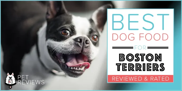 12 Best (Highest Quality) Dog Foods for Boston Terriers in 2023
