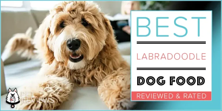 11 Best (Highest Quality) Dog Foods for Labradoodles in 2023