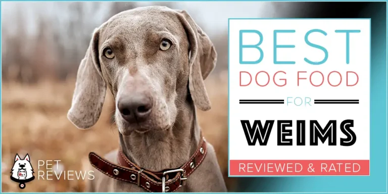11 Best (Highest Quality) Dog Foods for Weimaraner’s in 2023