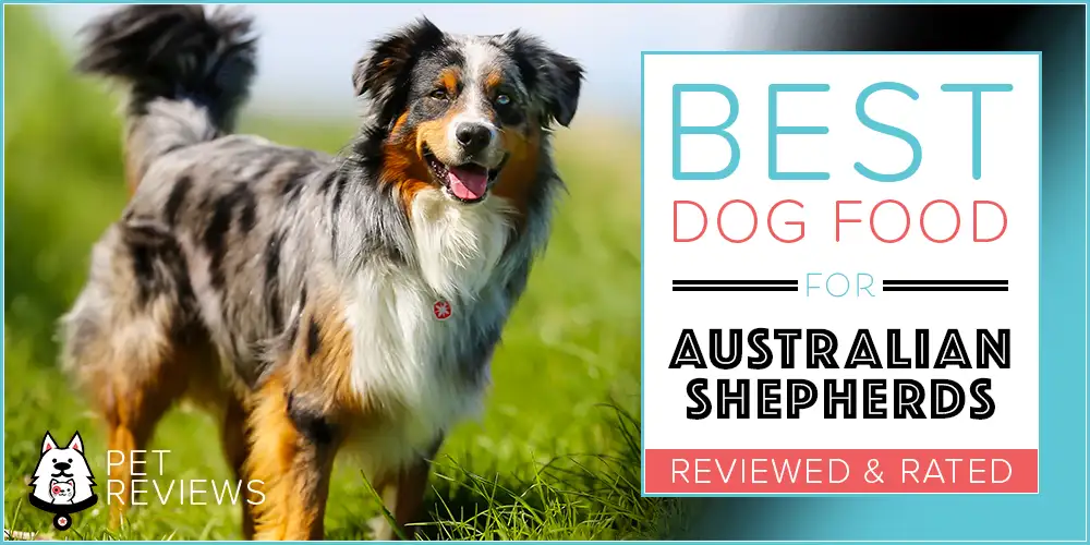 Best Dog Food for Australian Shepherd