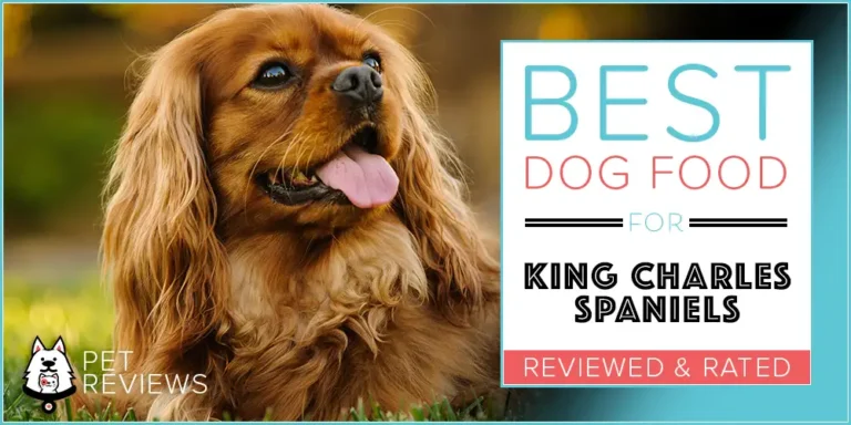 Best Cavalier King Charles Spaniel Dog Foods + Our In-Depth Nutrition Guide