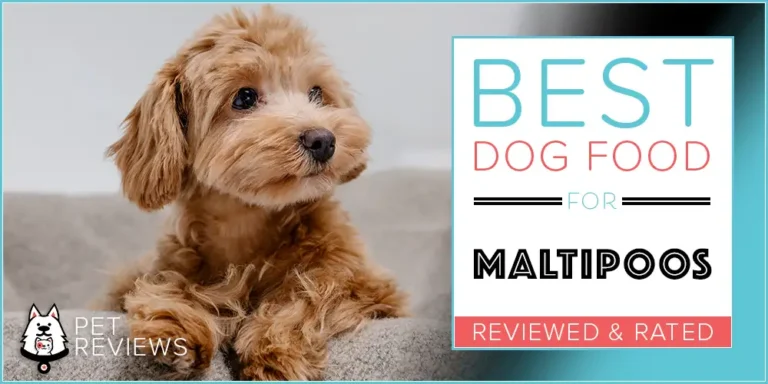 11 Best Dog Foods for Maltipoos in 2023 and Our Unique Feeding Guide