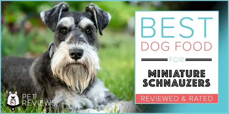 Best Dog Food for Miniature Schnauzers in 2023 : 12 Healthiest Recipes