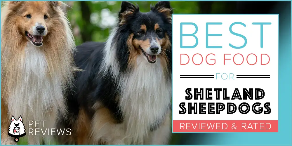 Best Dog Food for Shetland Sheepdogs