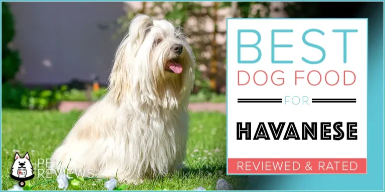 What is the Best Dog Food for Havanese?