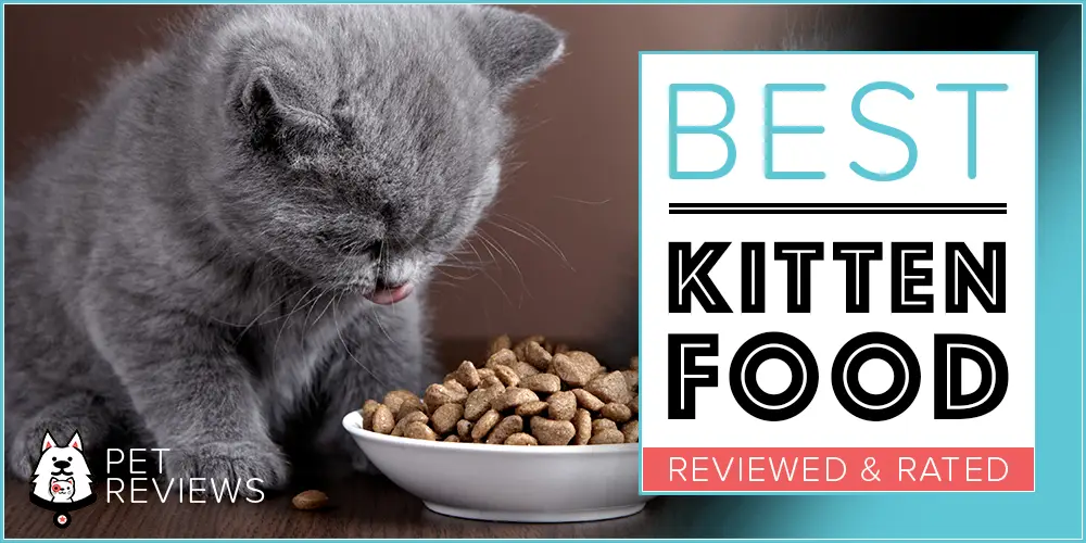 Best Kitten Food