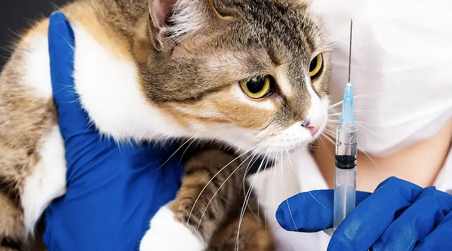 Cat looking at needle for diabetes