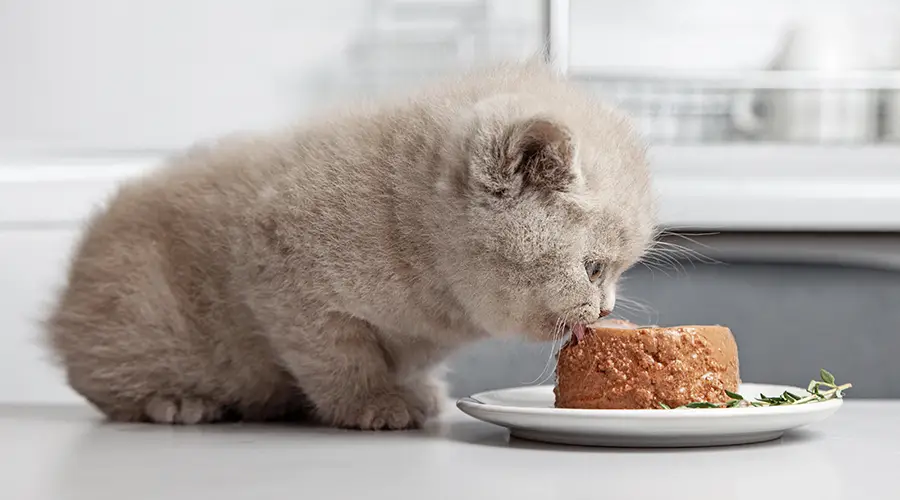 Kitten Eating Canned Food