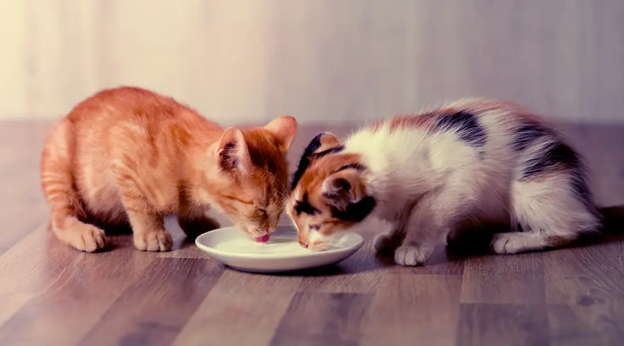 Kittens eating from milk saucer
